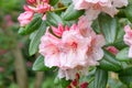 Hybrid Rhododendron Virginia Richards, orange-pink lowers and pink buds